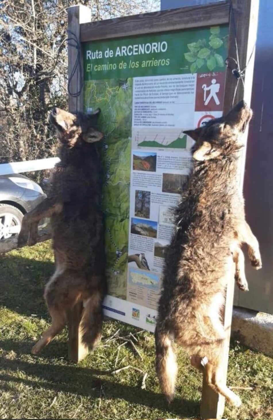 Alianza Verde denuncia en el Congreso la impunidad de los ataques contra los lobos