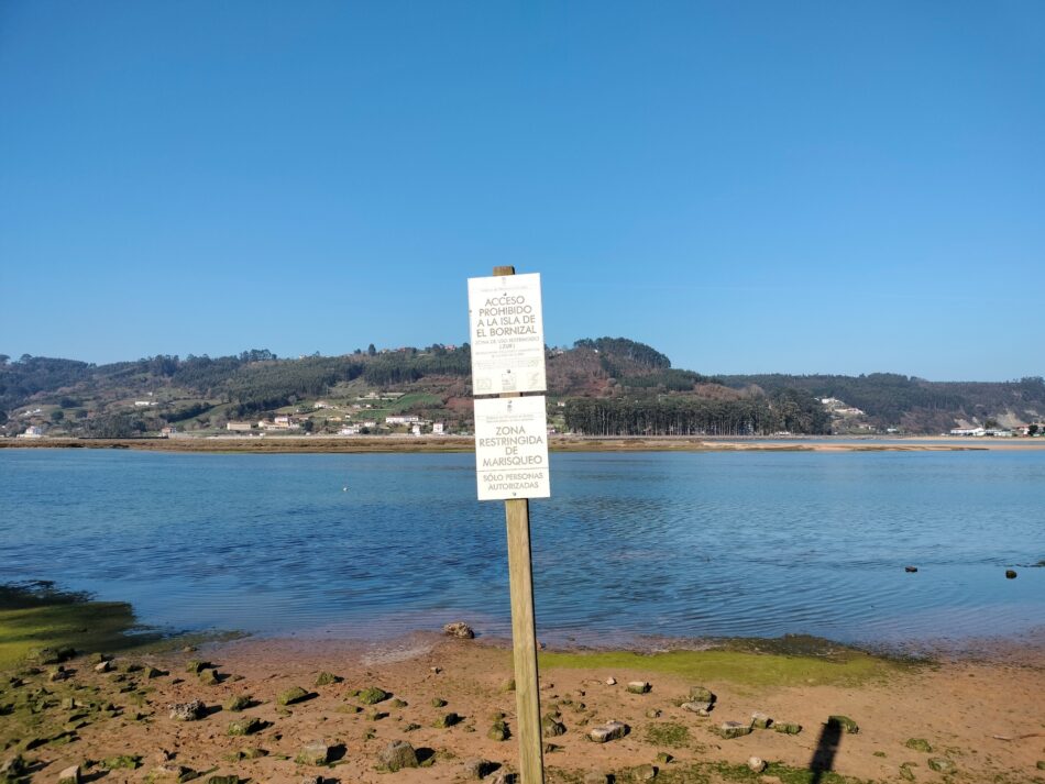 Coordinadora Ecoloxista d’Asturies: «Hemos recurrido el cultito de almeja en la contaminada ría de Villaviciosa»