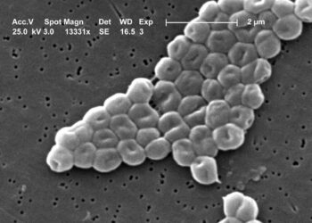 La batalla entre dos virus en una bacteria abre nuevas vías contra la resistencia a antibióticos