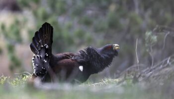 Los bosques habitados por el urogallo pirenaico están contaminados por fármacos