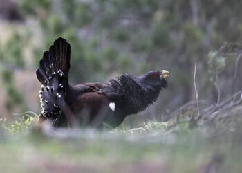 Los bosques habitados por el urogallo pirenaico están contaminados por fármacos