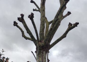 Presentan un requerimiento ante el Ayuntamiento de Siero para que no tale los pláganos en la calle Celleruelo de Pola de Siero