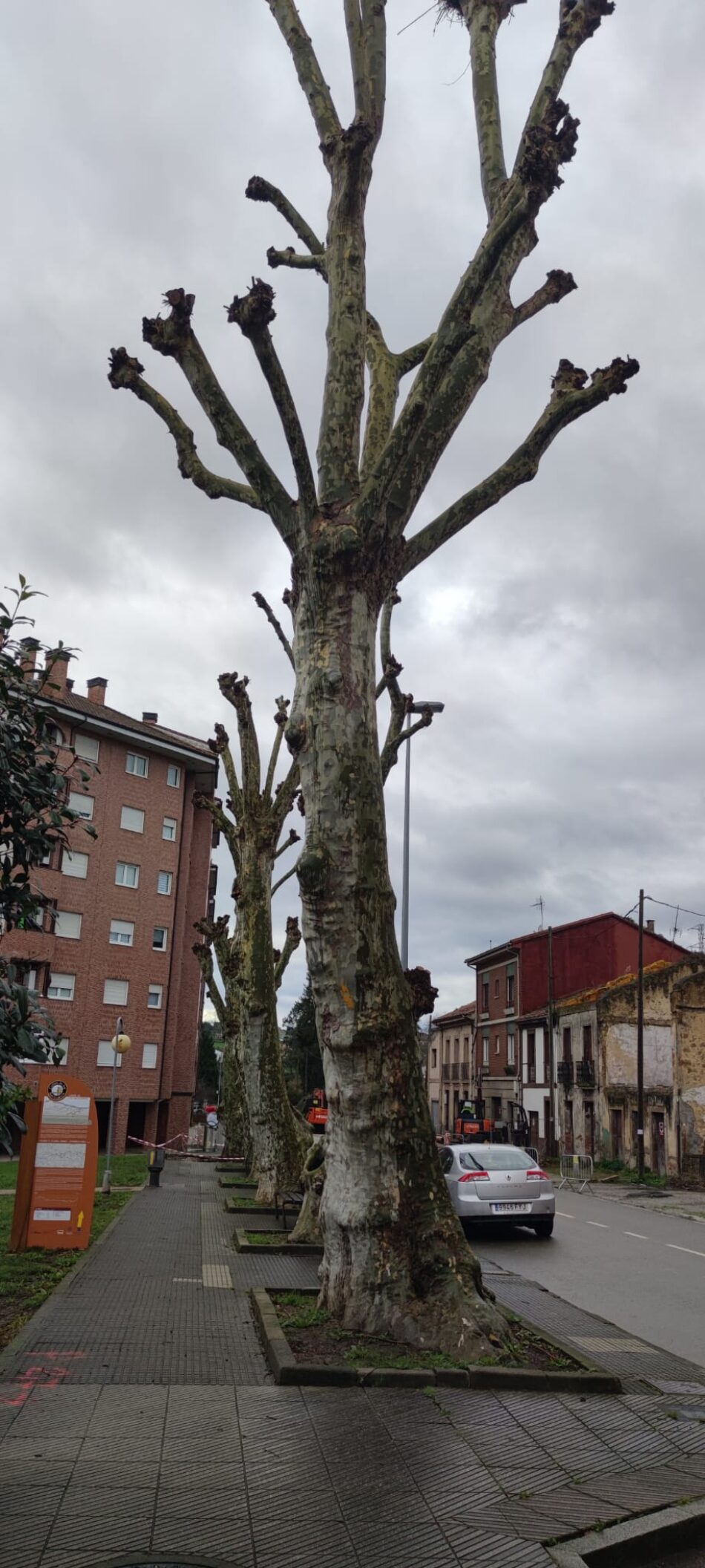 Presentan un requerimiento ante el Ayuntamiento de Siero para que no tale los pláganos en la calle Celleruelo de Pola de Siero