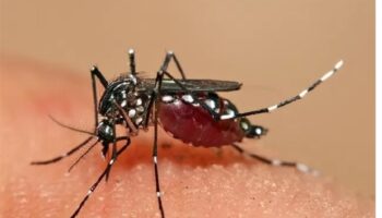 2025: suman 810 casos de dengue en estado brasileño de Río de Janeiro