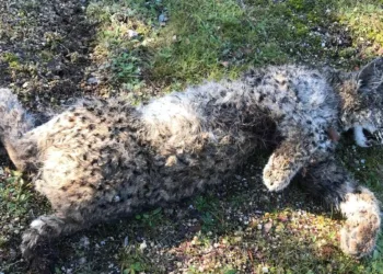 Ecologistas en Acción de Extremadura muestra su satisfacción por la sentencia de la audiencia provincial que confirma la dictada en el caso del lince abatido en Don Benito