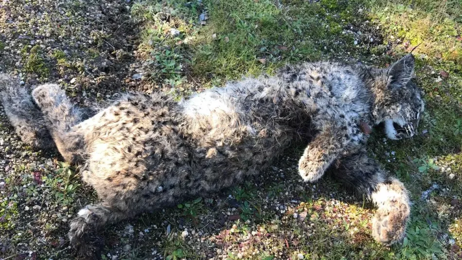 Ecologistas en Acción de Extremadura muestra su satisfacción por la sentencia de la audiencia provincial que confirma la dictada en el caso del lince abatido en Don Benito