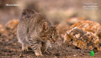 PACMA formaliza demanda ante la Audiencia Nacional por el reportaje de Equipo de Investigación «El Reino de los Gatos»