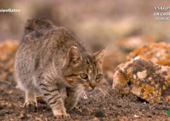 PACMA formaliza demanda ante la Audiencia Nacional por el reportaje de Equipo de Investigación «El Reino de los Gatos»