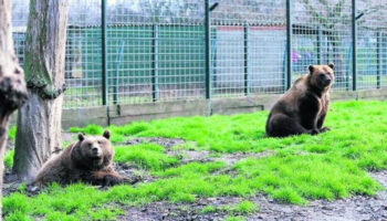 PACMA califica a los osos Luna y Ponderoso como «los más viejos en cautividad»