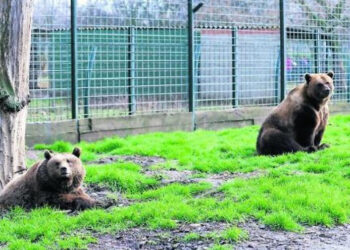 PACMA califica a los osos Luna y Ponderoso como «los más viejos en cautividad»