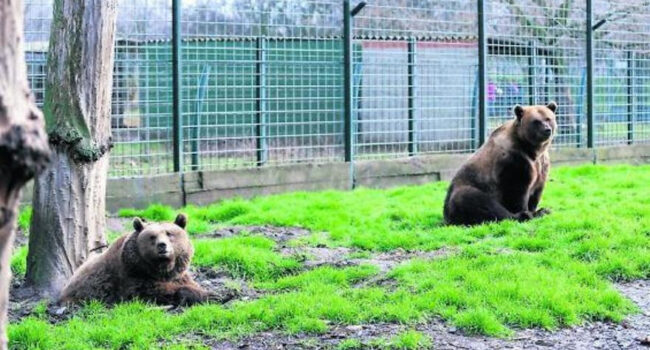 PACMA califica a los osos Luna y Ponderoso como «los más viejos en cautividad»