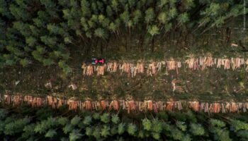 40 organizaciones europeas exigen que se regule los riesgos reales para el medio ambiente y los derechos humanos en el reglamento contra la deforestación