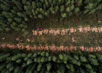 40 organizaciones europeas exigen que se regulen los riesgos reales para el medio ambiente y los derechos humanos en el reglamento contra la deforestación