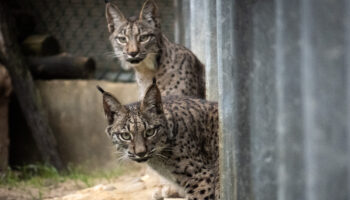 Dos linces criados en el centro de El Acebuche, liberados en Astudillo (Palencia)