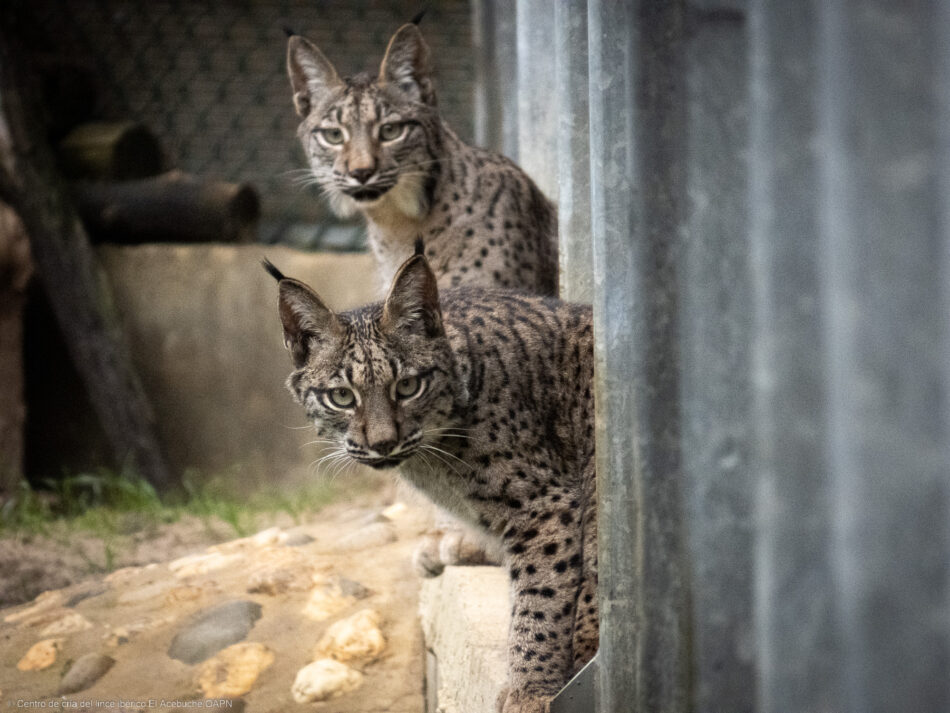 Dos linces criados en el centro de El Acebuche, liberados en Astudillo (Palencia)