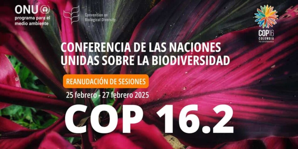 La segunda parte de la Cumbre Mundial de Biodiversidad (COP16) se celebra en Roma del 25 al 27 de febrero con importantes temas sobre la mesa