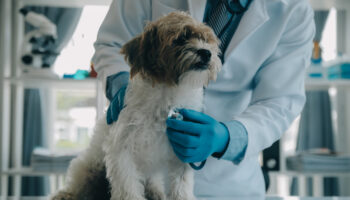 PACMA respaldará la protesta veterinaria contra las nuevas restricciones en la distribución y dispensación de medicamentos