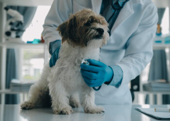 PACMA respaldará la protesta veterinaria contra las nuevas restricciones en la distribución y dispensación de medicamentos