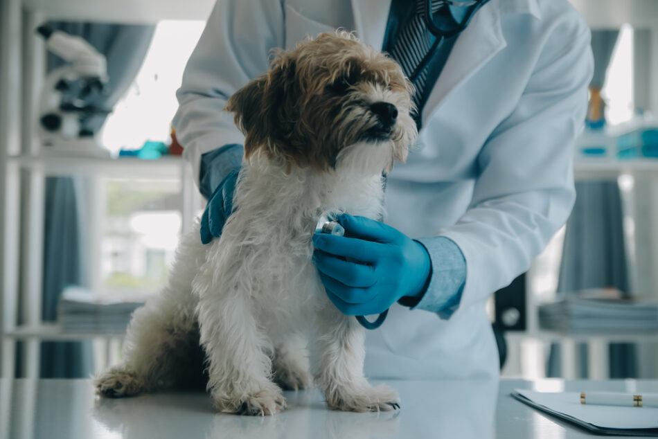 PACMA respaldará la protesta veterinaria contra las nuevas restricciones en la distribución y dispensación de medicamentos