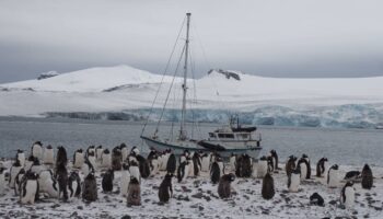 El conocimiento sesgado sobre los ecosistemas de la Antártida dificulta su conservación