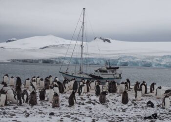 El conocimiento sesgado sobre los ecosistemas de la Antártida dificulta su conservación