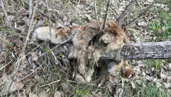 Free Fox denuncia la muerte de un zorro que apareció colgado de un árbol y sin una pierna en la Vall de Albaida