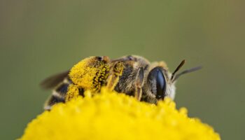 Un macroestudio revela que los plaguicidas son responsables de la crisis de biodiversidad