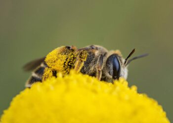 Un macroestudio revela que los plaguicidas son responsables de la crisis de biodiversidad