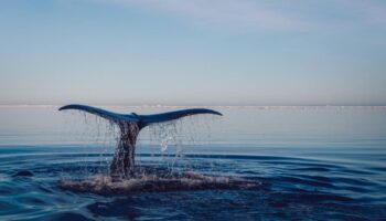 Las organizaciones ecologistas celebran la ratificación del Tratado Global de los Océanos por parte del Estado español y reclaman más avances en la protección marina