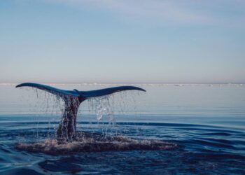 Las organizaciones ecologistas celebran la ratificación del Tratado Global de los Océanos por parte del Estado español y reclaman más avances en la protección marina