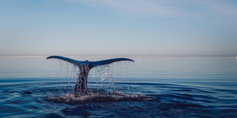 Las organizaciones ecologistas celebran la ratificación del Tratado Global de los Océanos por parte del Estado español y reclaman más avances en la protección marina