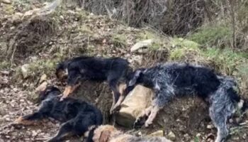 PACMA critica que los cazadores muestren con orgullo en un vídeo la muerte de los cinco perros de caza ahogados en un canal en León