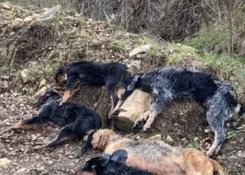 PACMA critica que los cazadores muestren con orgullo en un vídeo la muerte de los cinco perros de caza ahogados en un canal en León