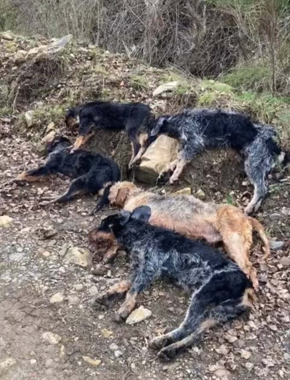 PACMA critica que los cazadores muestren con orgullo en un vídeo la muerte de los cinco perros de caza ahogados en un canal en León