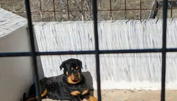 PACMA muestra imágenes del presunto maltrato y abandono de Bronca, la rottweiler del hijo del torero Palomo Linares