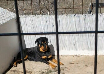 PACMA muestra imágenes del presunto maltrato y abandono de Bronca, la rottweiler del hijo del torero Palomo Linares