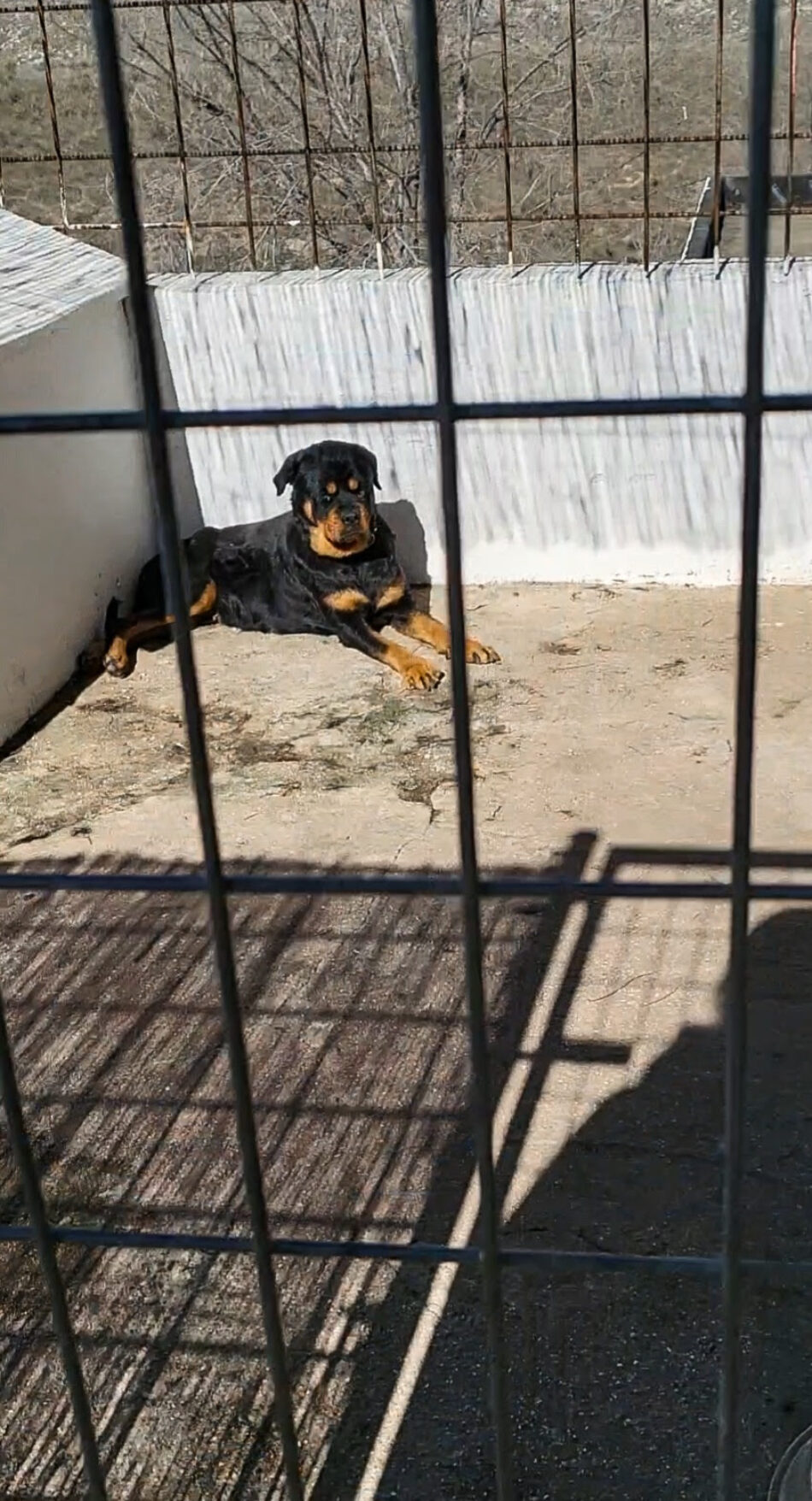 PACMA muestra imágenes del presunto maltrato y abandono de Bronca, la rottweiler del hijo del torero Palomo Linares