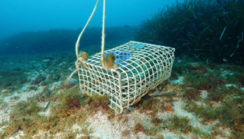 Dos ONGs llevan al Gobierno francés ante los tribunales para detener la pesca destructiva en áreas marinas protegidas