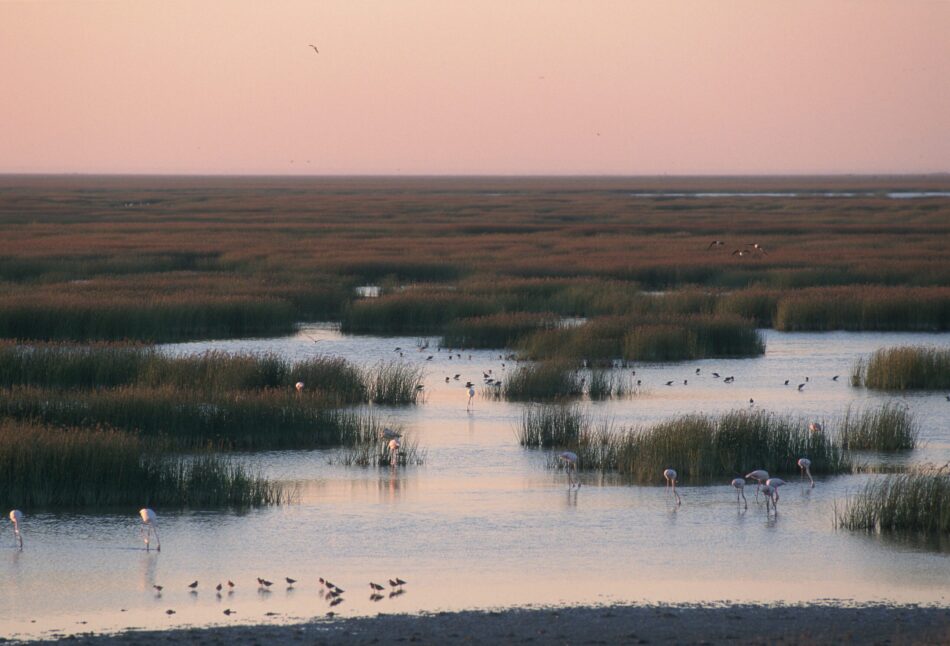 Podemos y Alianza Verde alertan sobre el impacto ambiental del proyecto de almacenamiento de gas en Doñana