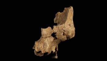 Hallada en Atapuerca la cara del europeo occidental más antiguo