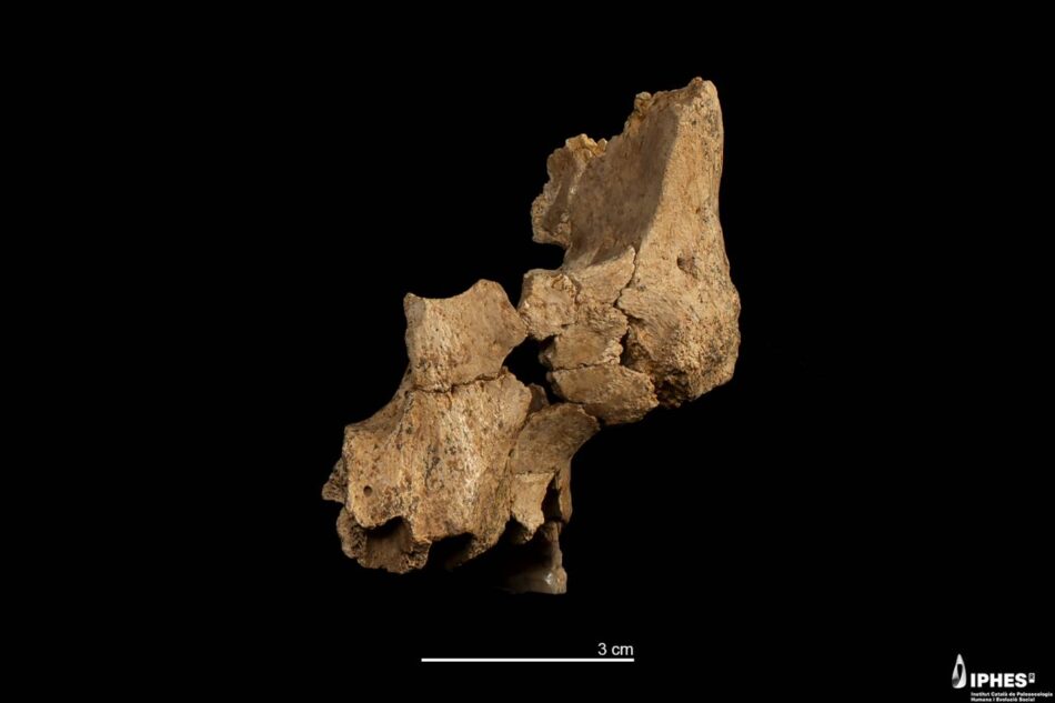 Hallada en Atapuerca la cara del europeo occidental más antiguo