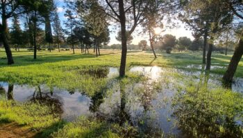 Nace la iniciativa EcoMetroPolis para respaldar la lucha ecosocial en Sevilla