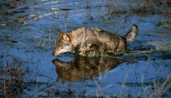 PP, VOX, PNV y Junts aprueban la desprotección del lobo al norte del Duero dando la espalda a la ciencia