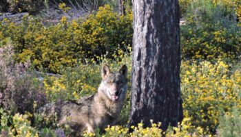 Ecologistas en Acción alerta de que la desprotección de una especie amenazada como el lobo es un grave precedente para otras especies