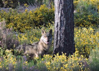 Ecologistas en Acción alerta de que la desprotección de una especie amenazada como el lobo es un grave precedente para otras especies