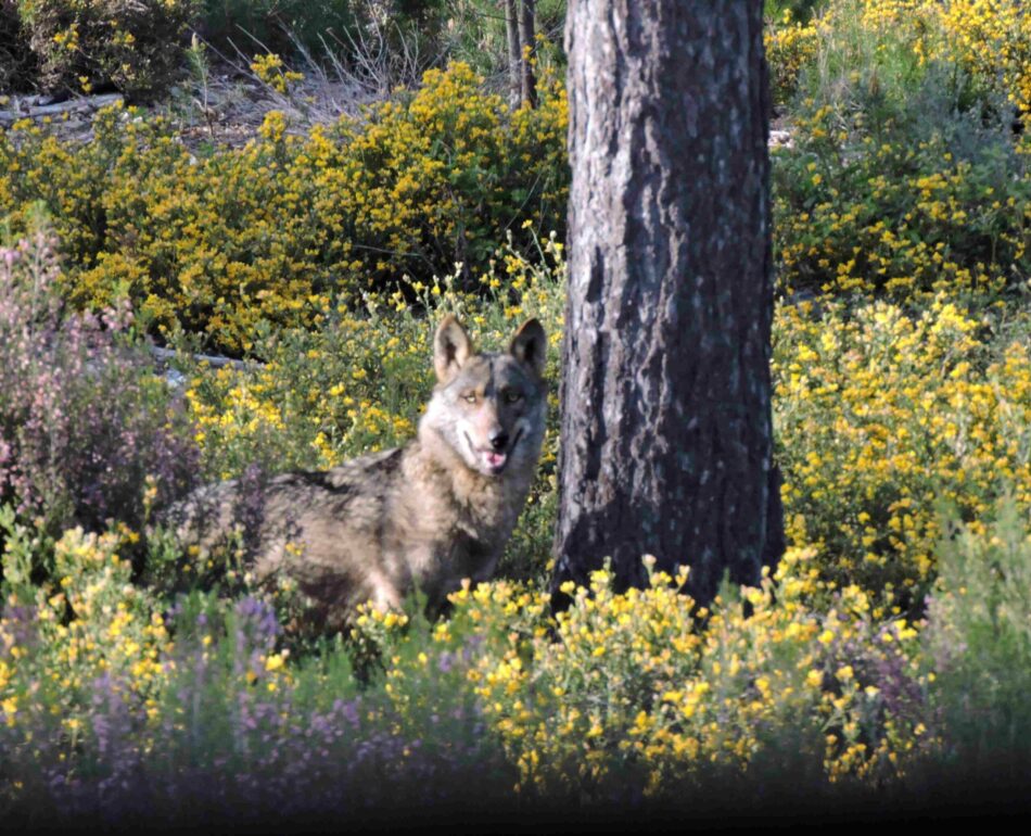 Ecologistas en Acción alerta de que la desprotección de una especie amenazada como el lobo es un grave precedente para otras especies