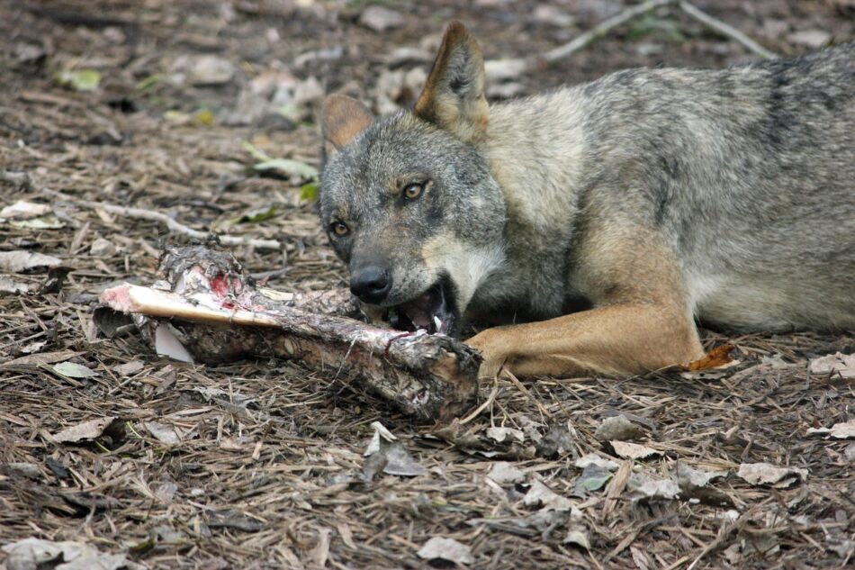 Ecoloxistes n’Aición d’Asturies lamenta que se desproteja al lobo