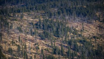 El Gobierno aprueba el Real Decreto que crea el registro de huella de carbono, compensación y proyectos de absorción de dióxido de carbono