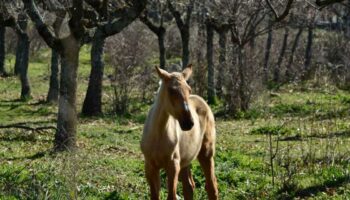 Ecologistas en Acción Sierras de la Comunidad de Madrid presenta alegaciones al Plan Parcial que pretende urbanizar la dehesa de Los Arroyuelos de Cercedilla