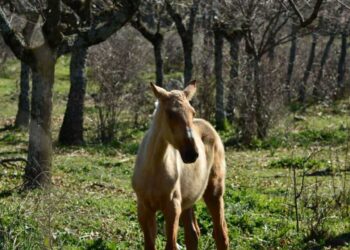 Ecologistas en Acción Sierras de la Comunidad de Madrid presenta alegaciones al Plan Parcial que pretende urbanizar la dehesa de Los Arroyuelos de Cercedilla